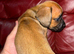Dachshund puppies