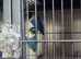 Love birds
