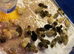 Button quail/japanese painted