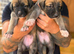 Lurcher puppies