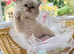 2 Twin mitted tabby boys