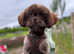 KC Imperial Shihtzu stud