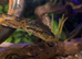 Amazon tree boa