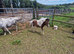Miniature horse