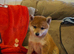 Shiba Inu puppy's