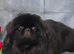 Outstanding Pekingese puppies