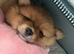 Bear the Pomeranian