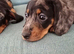 Puppy dauchunds
