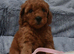 Poodle puppies looking for there new home