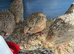 Jumbo quail