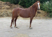 Welsh C type Mare