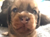 beautiful miniature long hair shaded cream and dapple dachshunds puppies