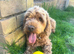 Gorgeous 4 year old Cavapoo girl