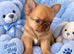 Two chihuahua little boys smoothcoat