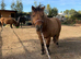 Beautiful Shetland dun mare