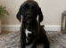 Beagle x labs ready now