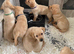 Beautiful litter of yellow labradors