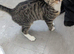 female tabby kitten needs rehoming