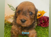 Toy cavapoo puppies