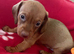 Miniature dachshund female