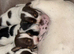 Jack Russels last boy left!