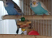 2 young cock budgies