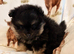 Girl Pom puppy