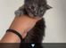 Maine coon kittens
