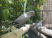 Indian ring neck. Gray collar