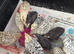 Quail chicks available