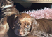 1 darling female chocolate cockapoo