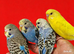 Super silly hand tamed baby budgies