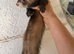 Semi angora male