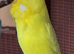 Budgies
