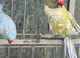 Blue and purple breeding pair