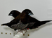 Beautiful Pair of chocolate bengalese finches