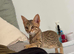 Female Savannah kitten for sale