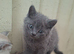 British shorthair kittens