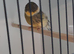 Gloster canary