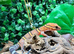 Chinese Cave Gecko (Bawanglingensis) at Birmingham Reptiles