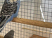 2026 budgies
