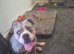 Cali lookong for forever home no fault of her ownFREE TO GOOD HOME