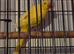 Indian ring necks