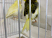 2 fife and 4 razza canaries