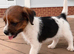8 weeks old border terrier x jack Russell pups