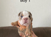 English bulldogs