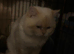 TICA registered adult cats