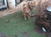 Only 3 left Butiful pom pups