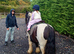 George stunning cob gelding safe first pony