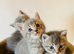 British long hair mix kittens